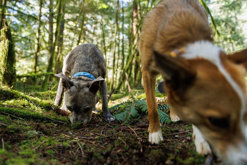 Ruffwear - Crag collar