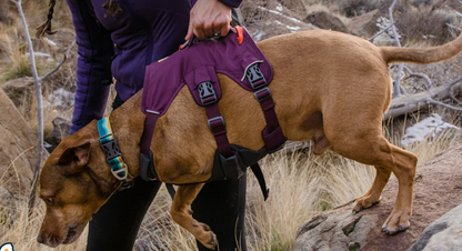 Ruffwear - Webmaster