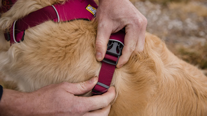 Ruffwear - Front range harness