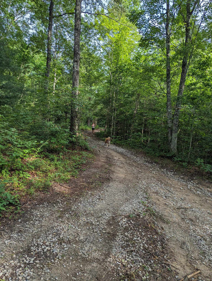 Barn Creek Backyard Ultra